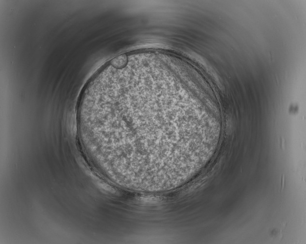 X0000093721274200711060929