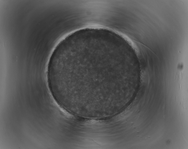 X0000093721327200711060928