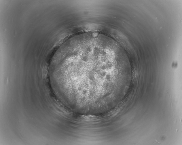 X0000093720367200711131019