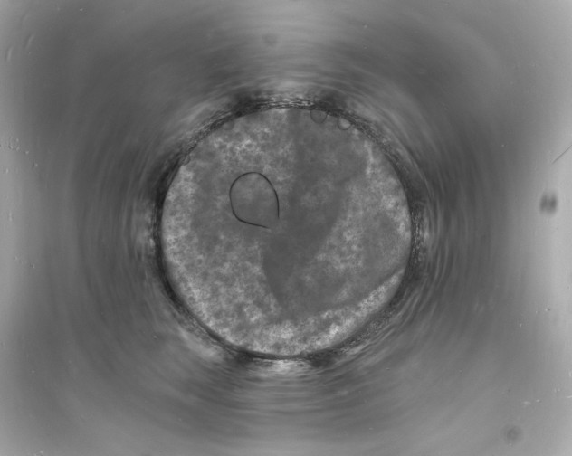 X0000093720663200711131015