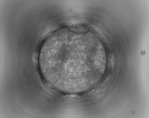 X0000093720695200711131014