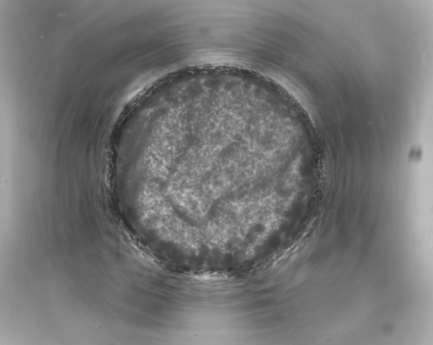 X0000093720823200711131011