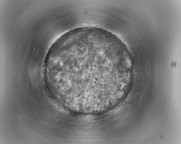 X0000093720879200711131011