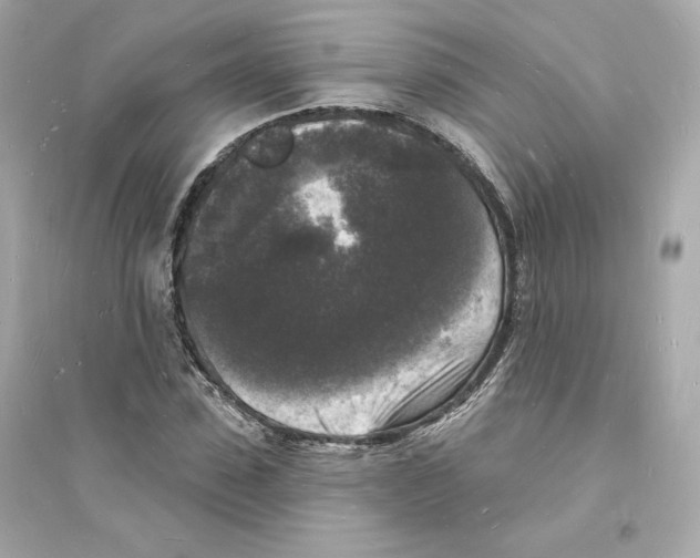 X0000093720923200711131010