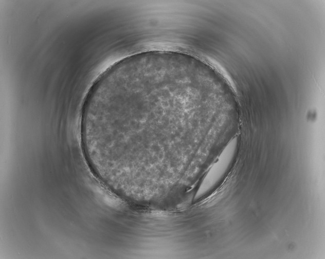 X0000093721035200711131008