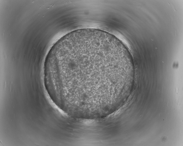 X0000093721088200711131007