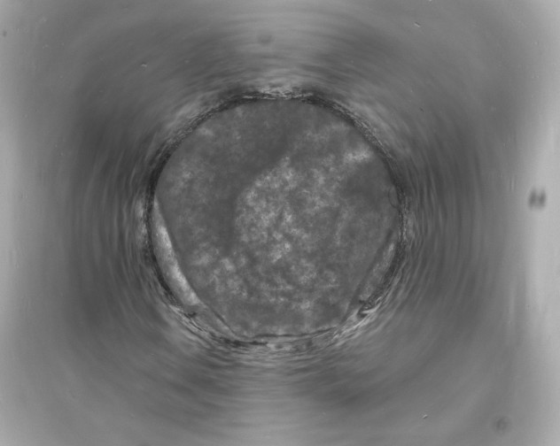 X0000093721106200711131006