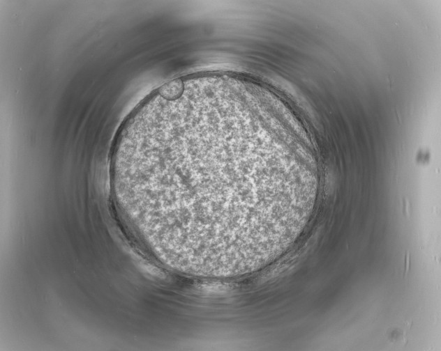 X0000093721274200711131005