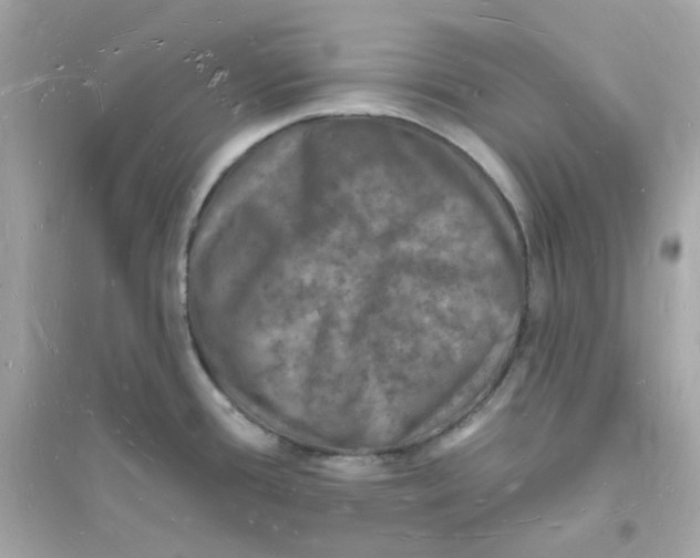 X0000093721388200711131003