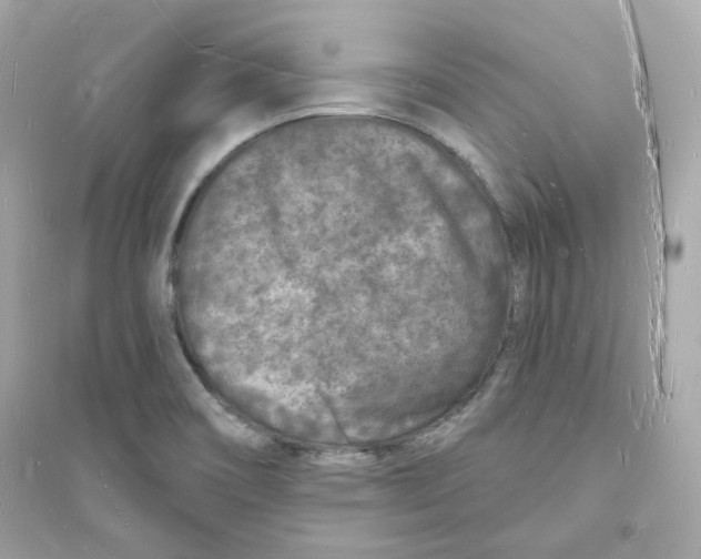 X0000093721466200711131001