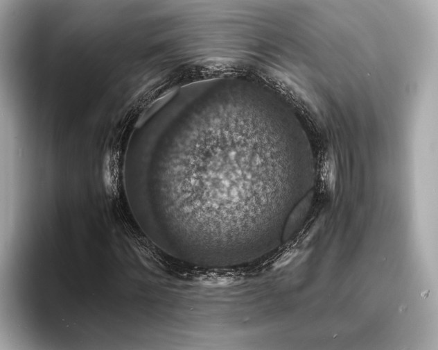 X0000093730868200710161115