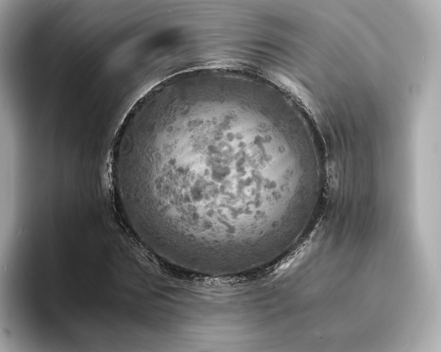X0000093730875200710161115