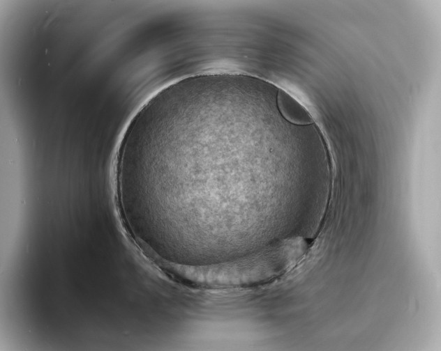 X0000093731008200710161113