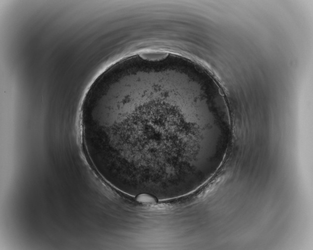 X0000093731522200710161107