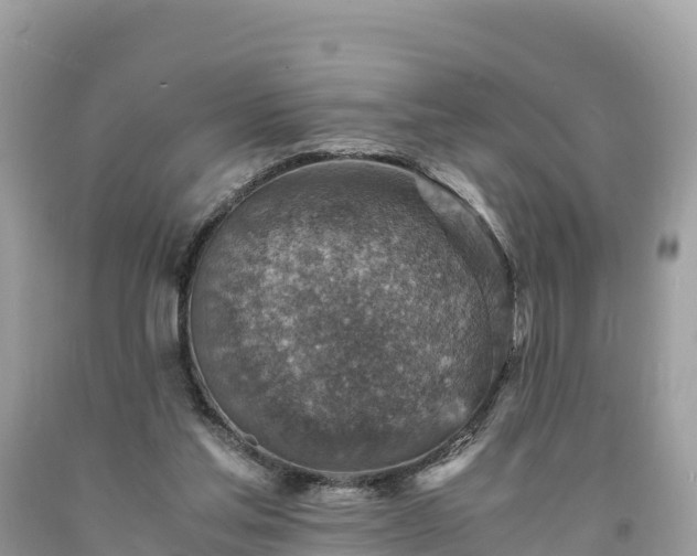 X0000093730205200710231158