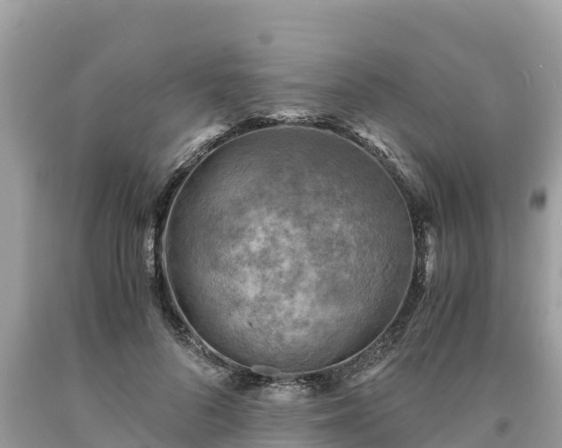 X0000093730696200710231152