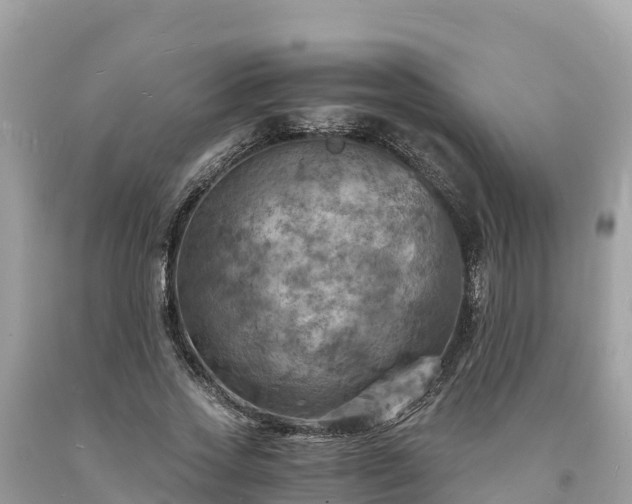 X0000093730733200710231151