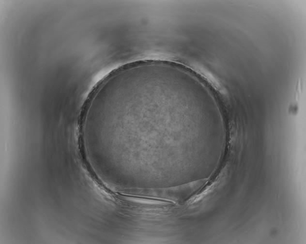X0000093731264200710231145