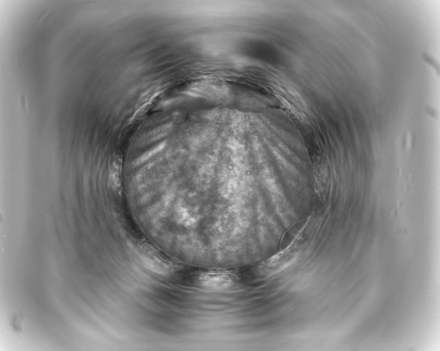 X0000093730175200710301051