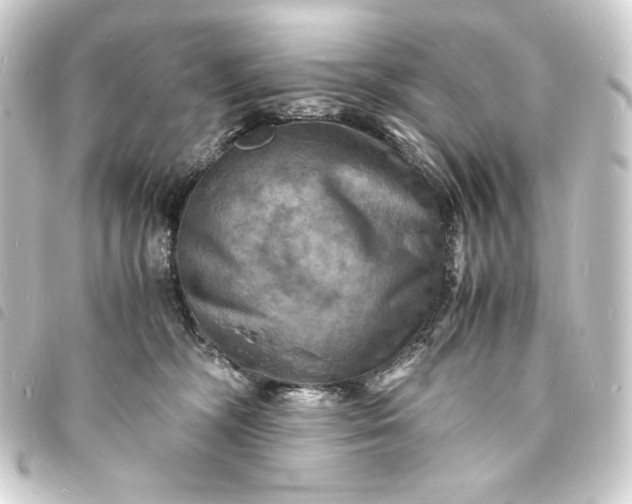 X0000093730326200710301049