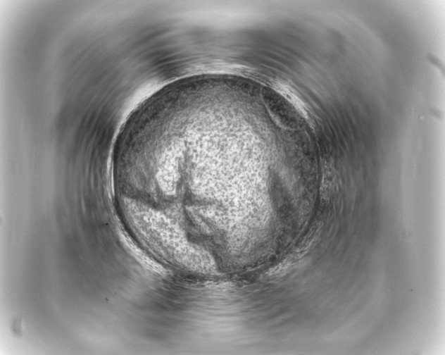 X0000093731080200710301039