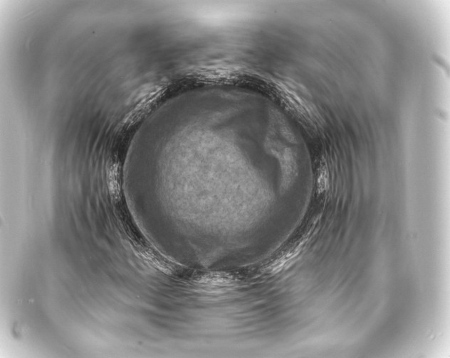 X0000093731156200710301038