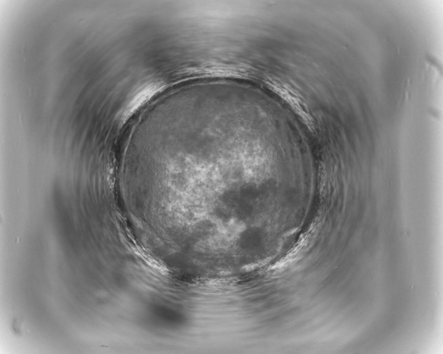 X0000093731163200710301038