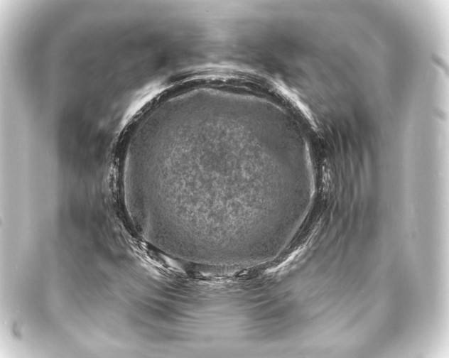 X0000093731352200710301036