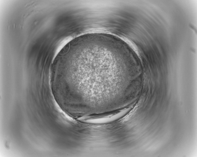 X0000093731390200710301035