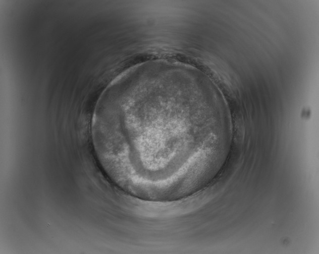 X0000093730034200711061010