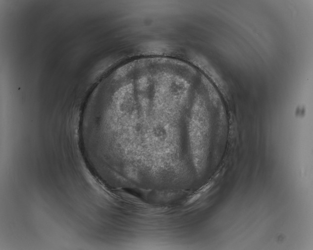 X0000093730058200711061010