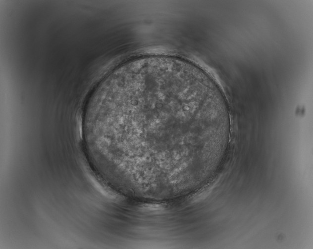 X0000093730061200711061010