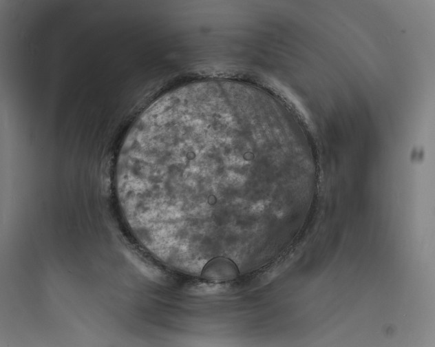 X0000093730065200711061010