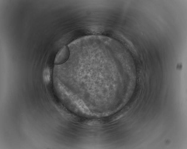 X0000093730075200711061010