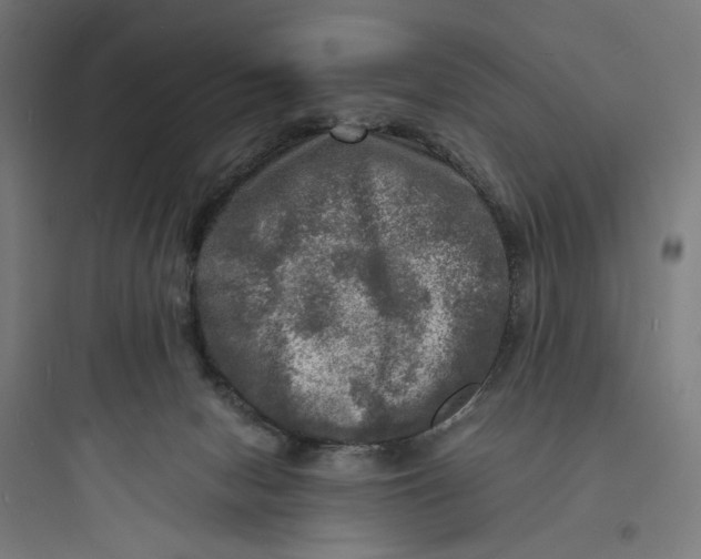 X0000093730078200711061010