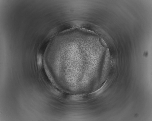 X0000093730094200711061010