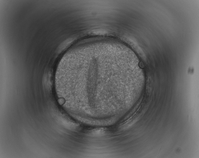 X0000093730116200711061009