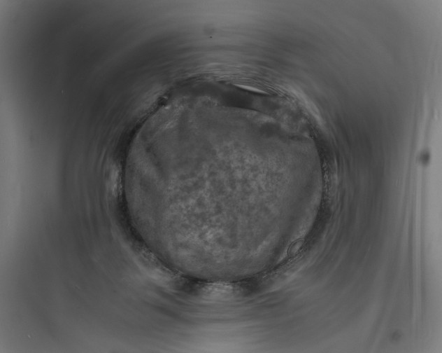 X0000093730123200711061009