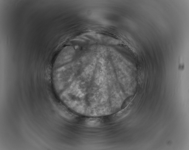 X0000093730175200711061009