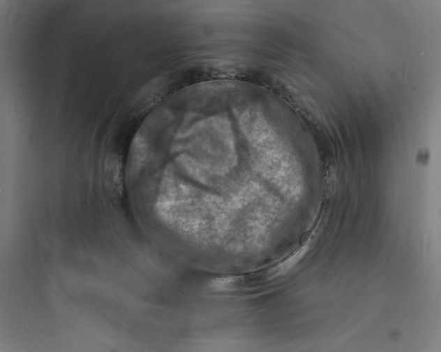 X0000093730178200711061009