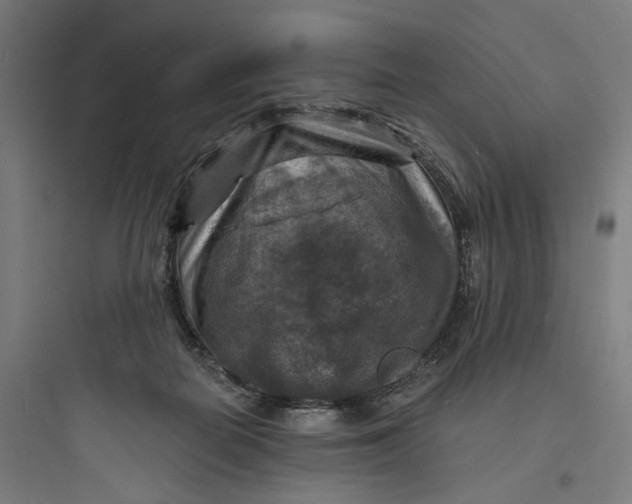 X0000093730266200711061007