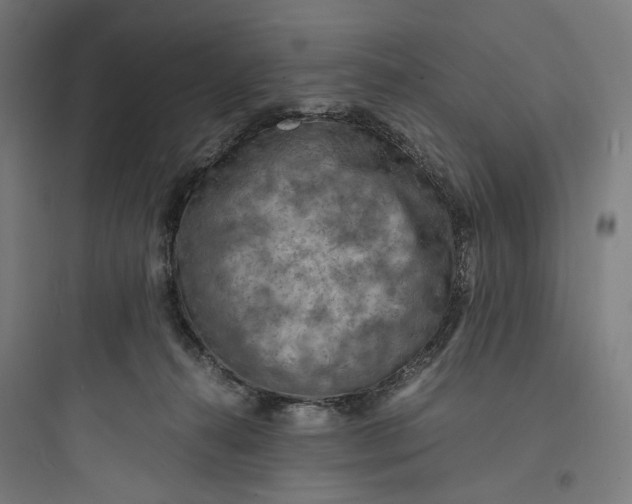 X0000093730272200711061007