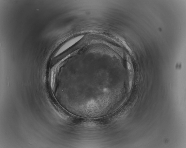 X0000093730299200711061007