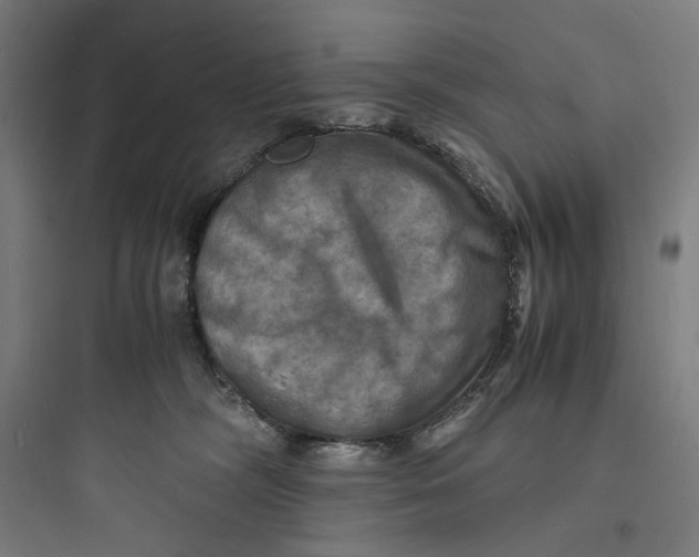 X0000093730326200711061006