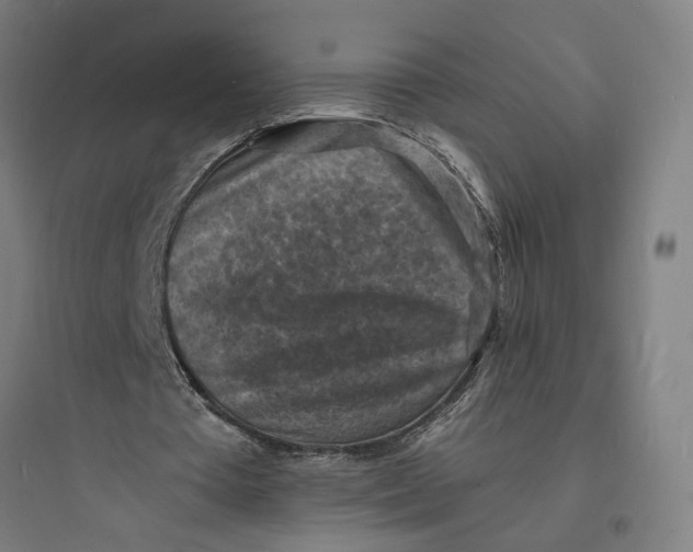 X0000093730385200711061006