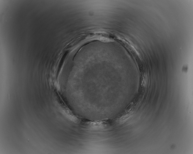 X0000093730524200711061004