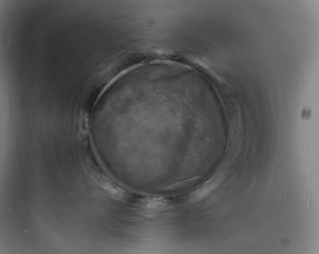 X0000093730528200711061003