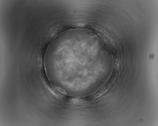 X0000093730568200711061003