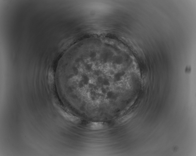 X0000093730623200711061002