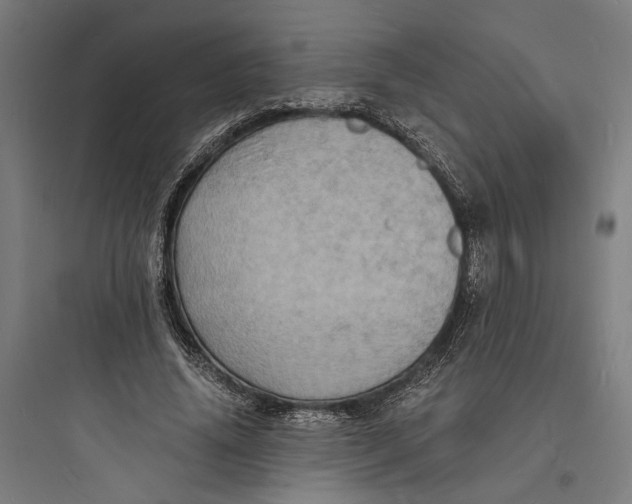 X0000093730636200711061001